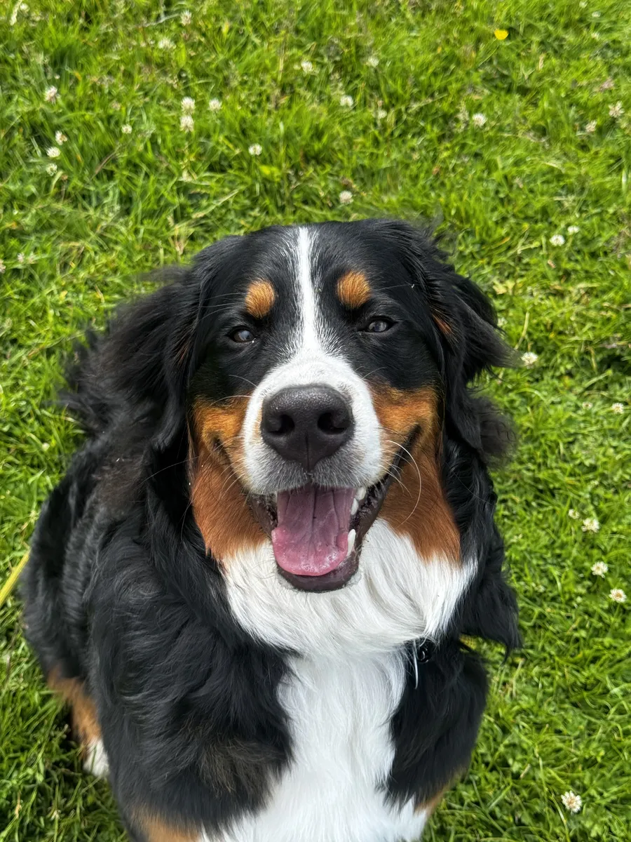 A Bernese mountain dog smiling in the grass
