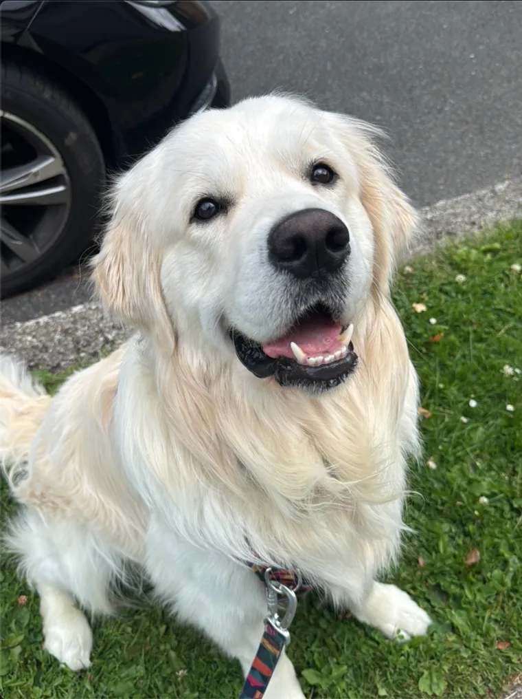 Bowie, a cream golden retriever, smiling up at the camera