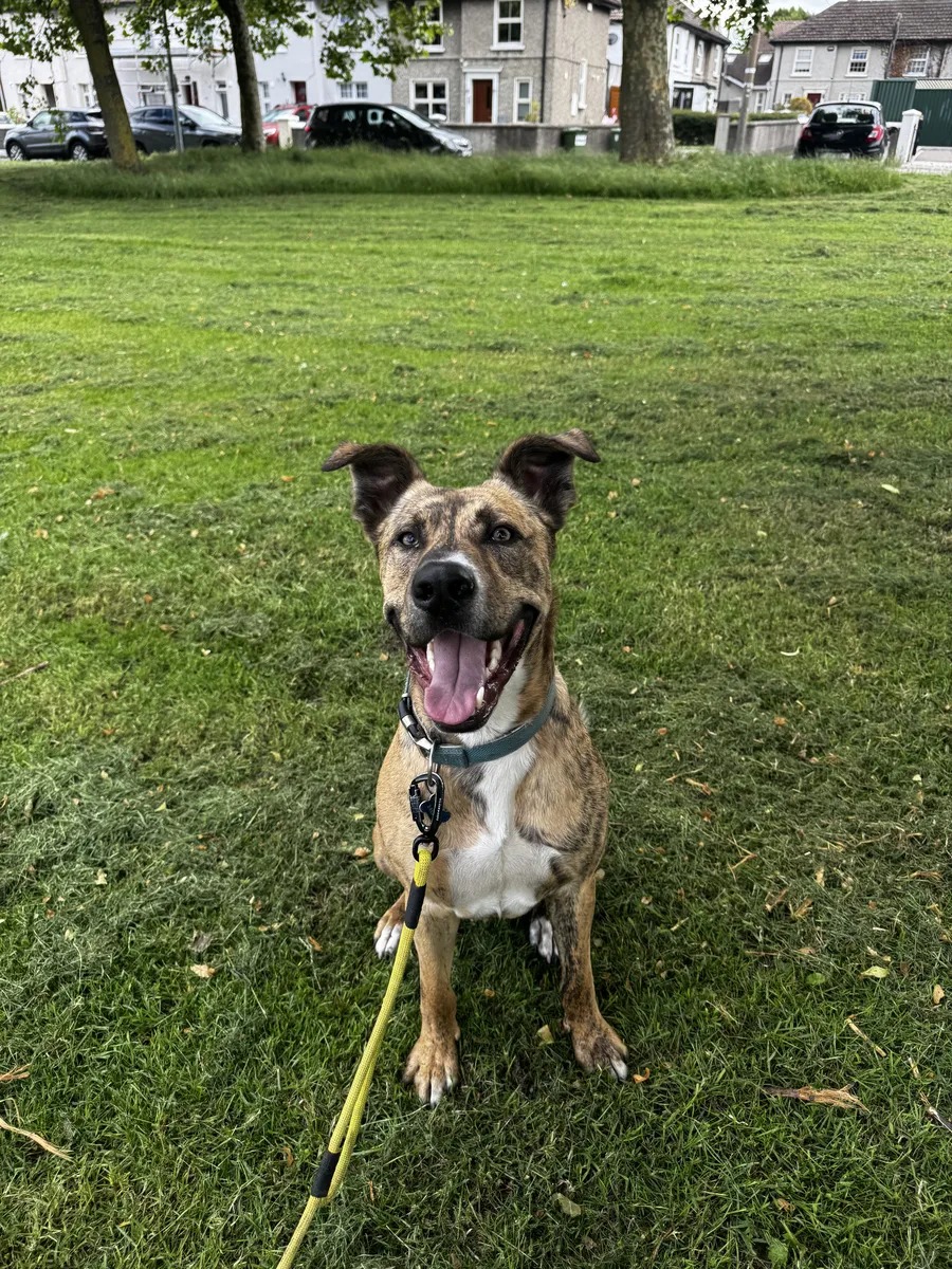A tan brindle dog with big ears sitting in a park, mouth open