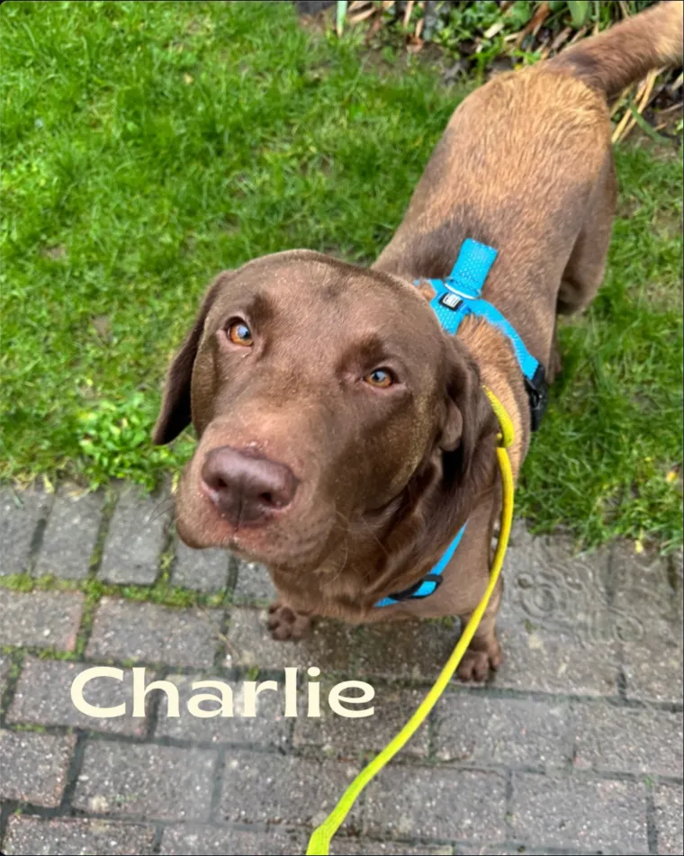 Charlie, a chocolate labrador in a blue harness, looking up