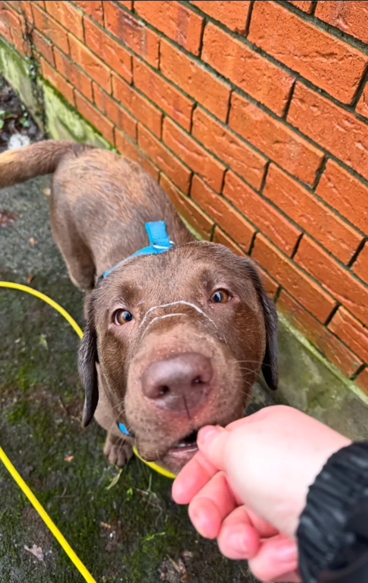 A chocolate labrador puppy taking a treat from Sian’s hand