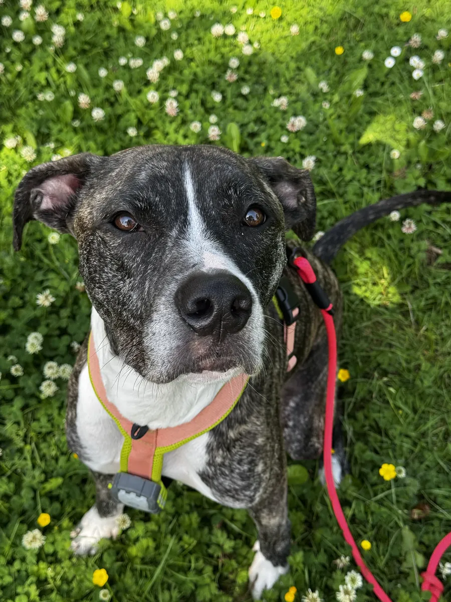 Goose, a brindle and white dog in a peach harness, sitting in the clover
