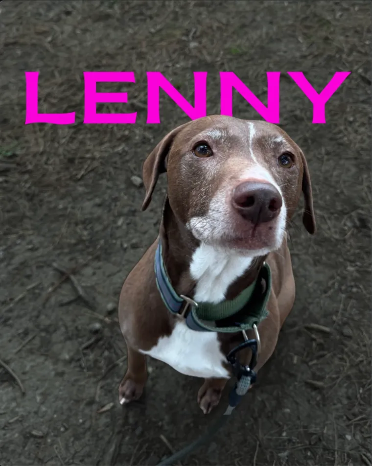 Lenny, a brown and white dog, looking up at the camera