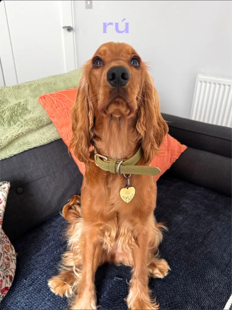 Rú, a red cocker spaniel, sitting on a sofa