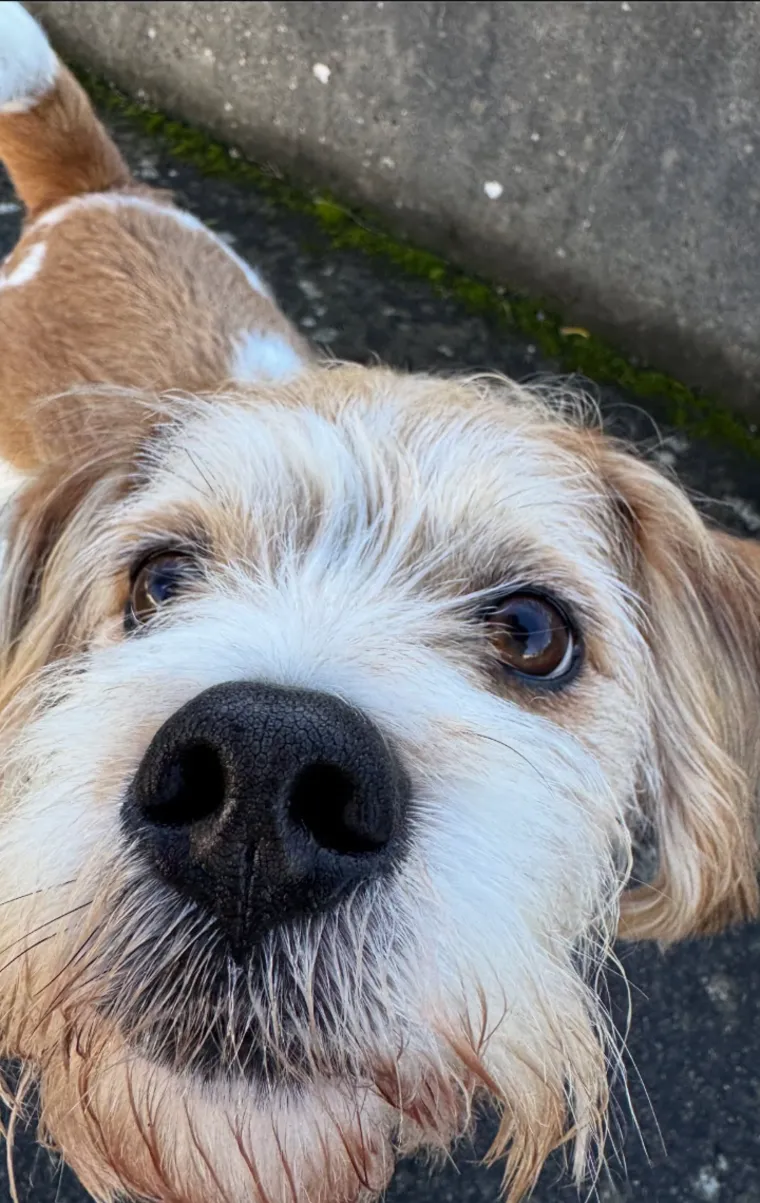 A scruffy terrier with a big black nose leaning in close to the camera
