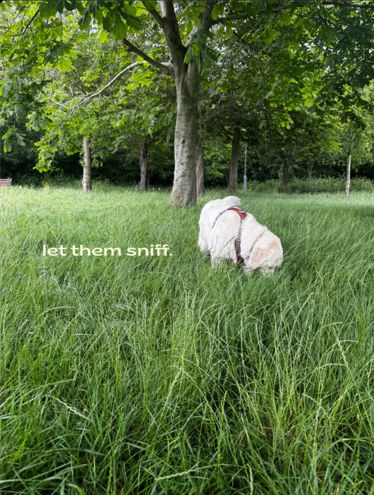 A fluffy white dog with nose deep in long grass