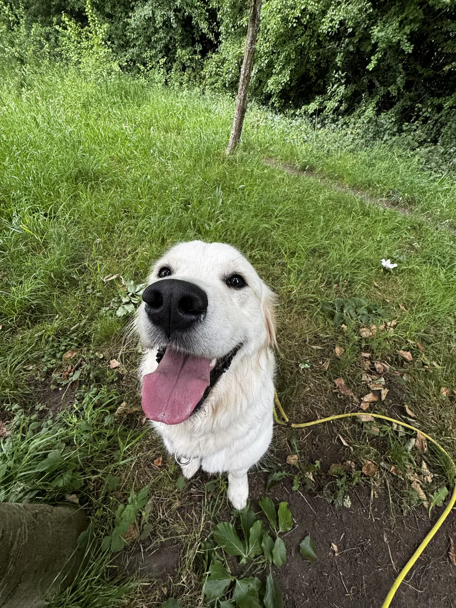 A fluffy white dog on a long line, smiling up from the grass