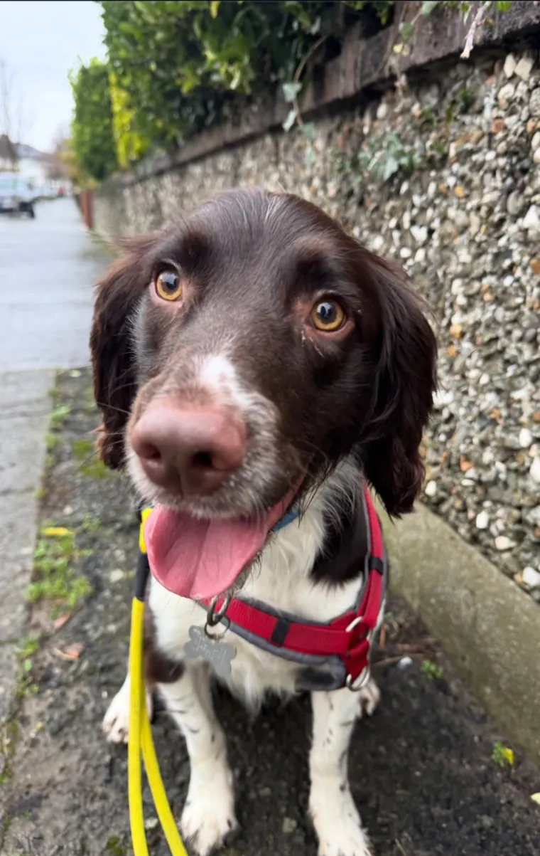 A brown and white springer spaniel in a red harness with tongue out