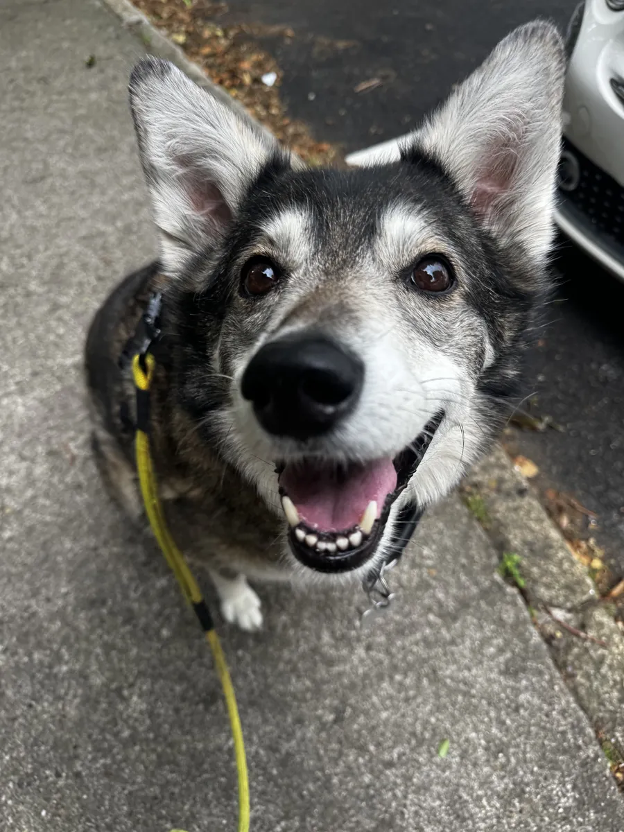 A grey and tan husky-type dog grinning on the footpath